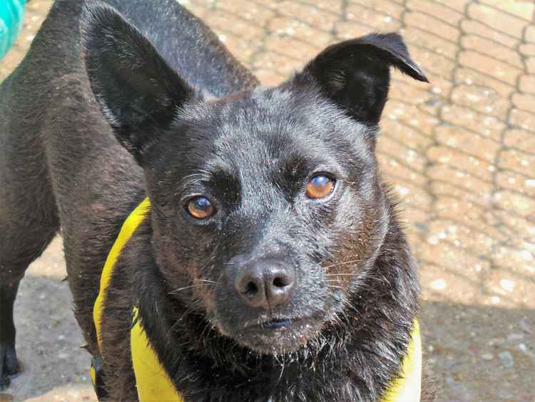 Monty has waited six years before being rehomed