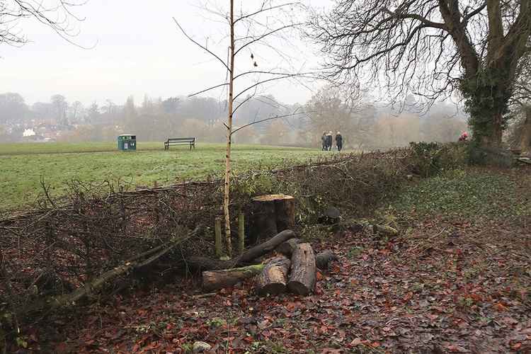 Memorial silver birch untouched