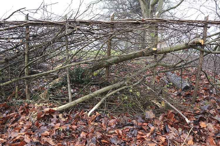 Note the Pleached trees/shrubs (diagonal) Stakes (vertical) and Hethers (horizontal)