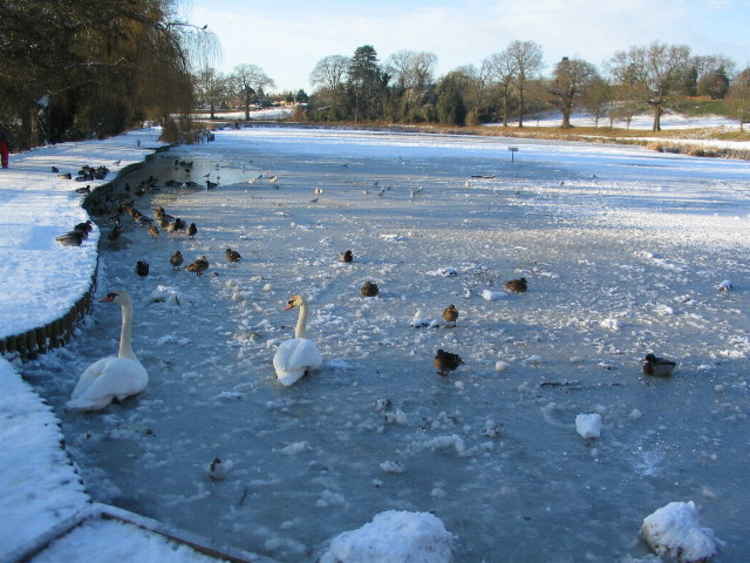 'Frozen Pool at Abbey Fields' by E Gammie