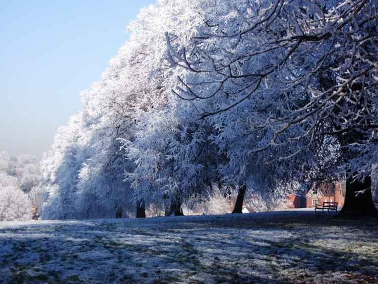 'Frost covered avenues of trees, Abbey Fields' by E Gammie