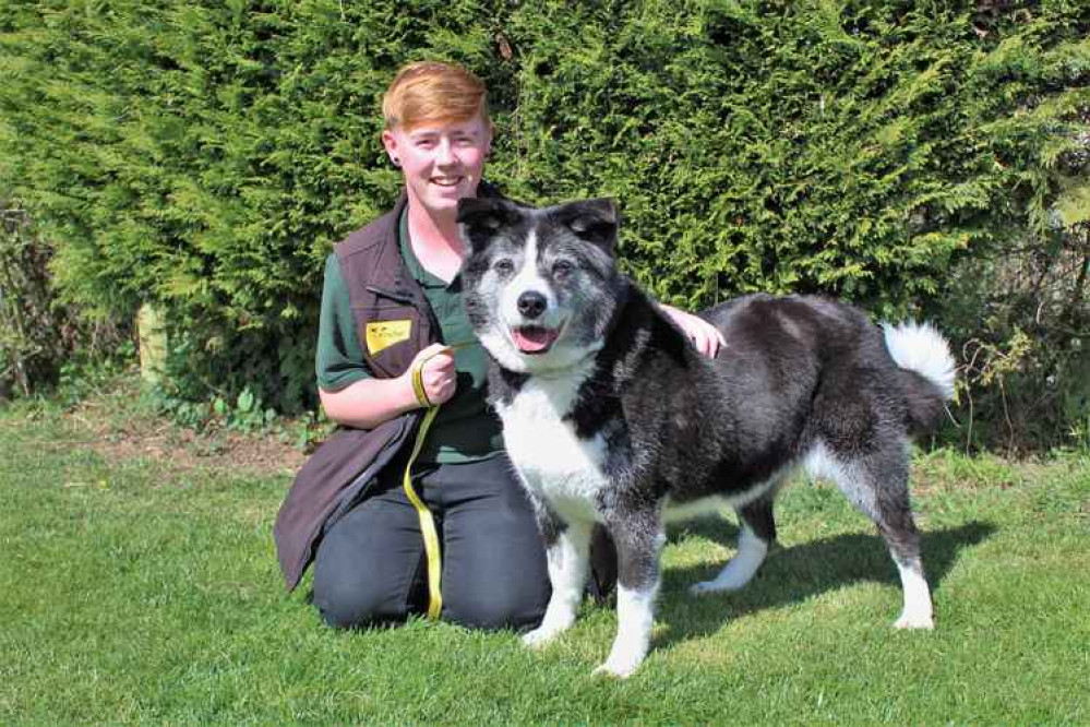 Older Age Pooch Cassie is pictured with Canine Carer Erin Campbell