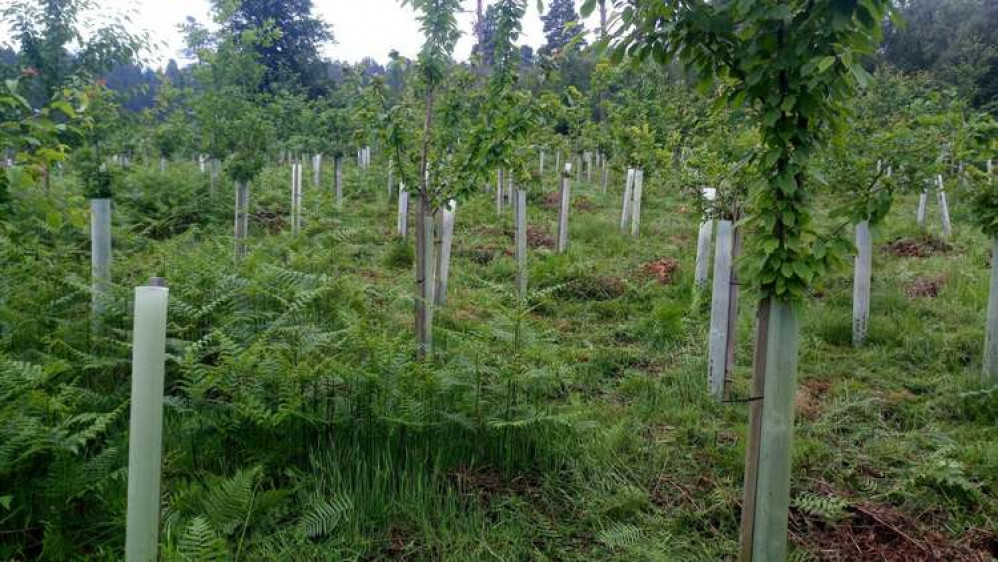 The ambitious plans could see over 500,000 trees planted in Warwickshire (Image via WCC)