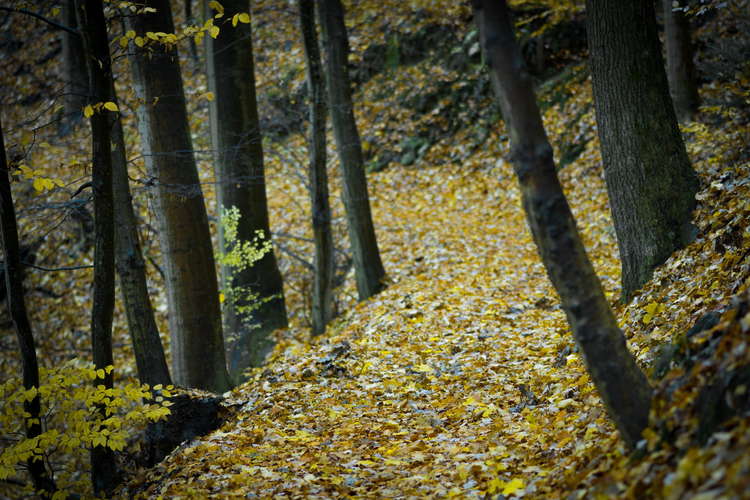 Green councillors have questioned the validity of claims that planting one million trees will help make the UK net-zero carbon