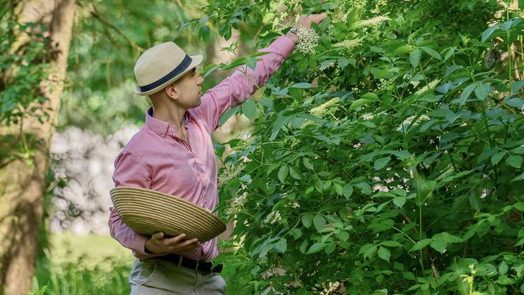 William Seymour picking elderflower in Ragley Woodlands.