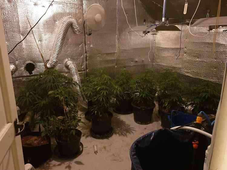 Police found a Cannabis factory with 40 plants
