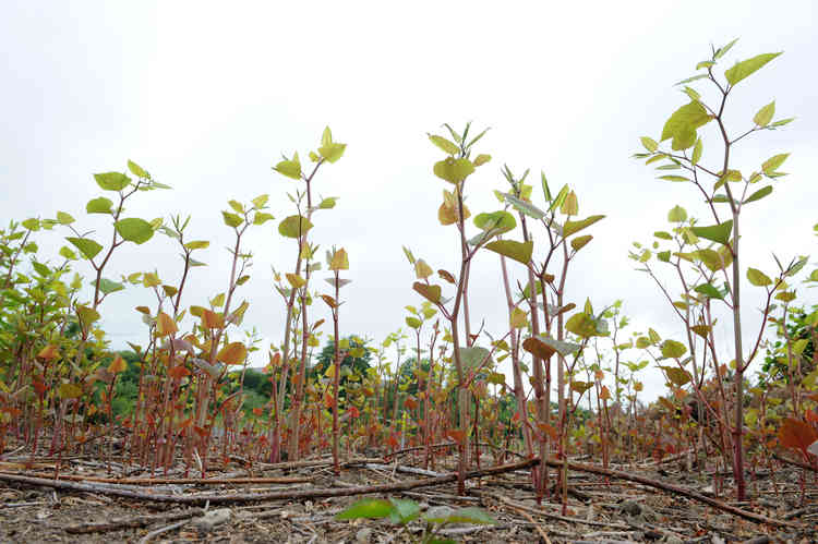 Knotweed is notoriously difficult to get rid of - Photo Courtesy of Environet UK