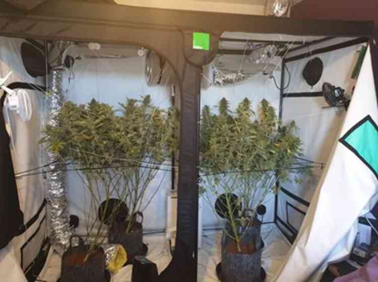 Another Cannabis grow was found too