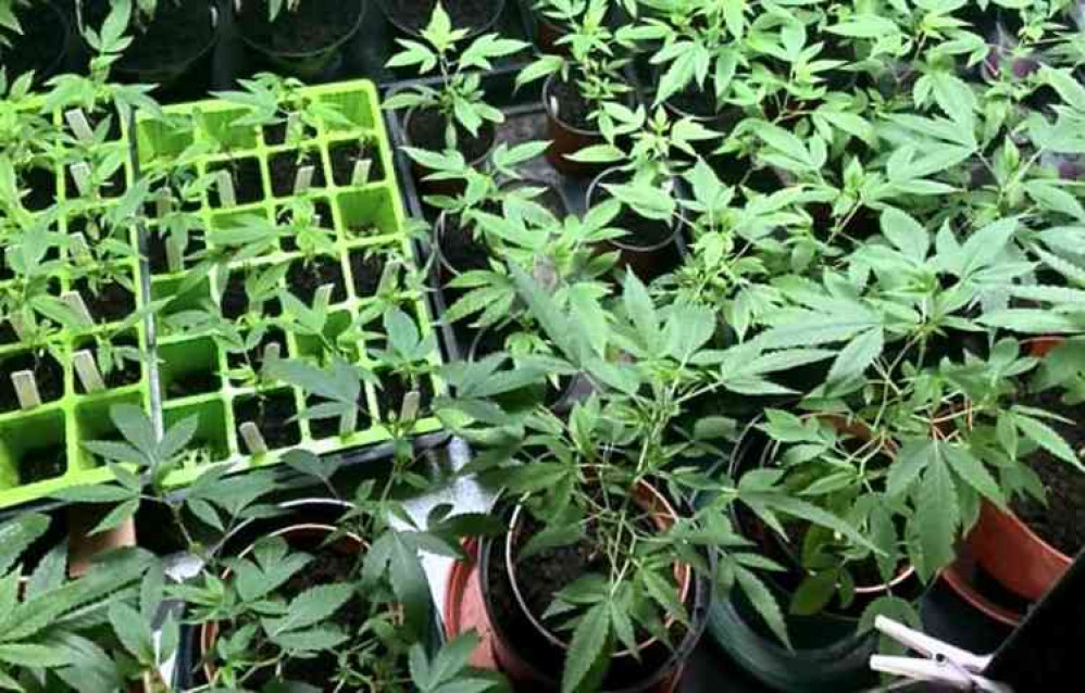 Some of the 115 cannabis plants found inside the Woodville property. Photo: Swadlincote Safer Neighbourhood Team