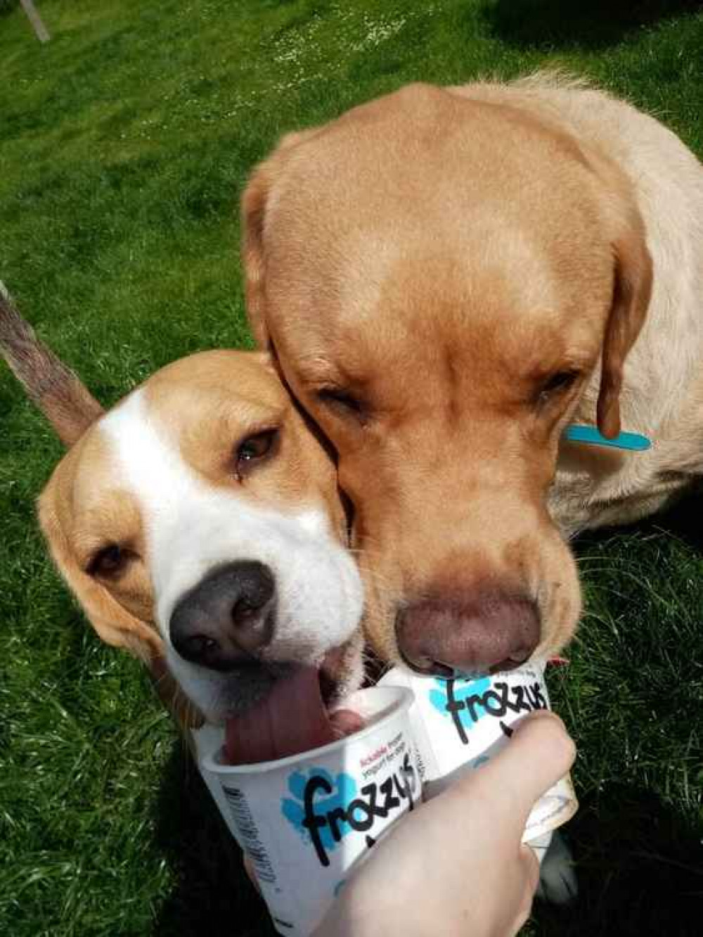 Pup the beagle and Lucius the labrador retriever taste-test the doggy frozen yoghurt treat