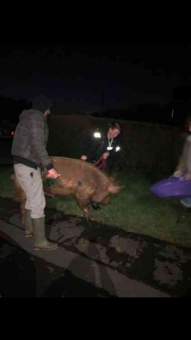 Police move in to get the pig under conrtol... Photo: North West Leicestershire Police Facebook page