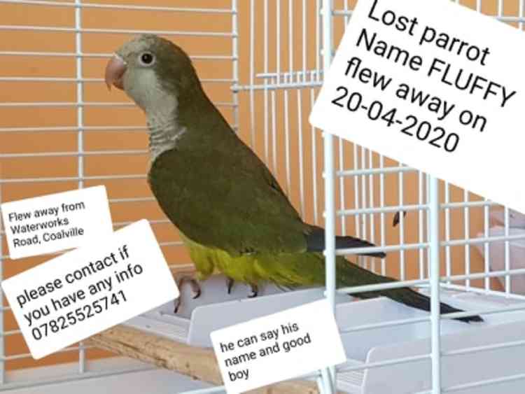 Fluffy flew away from home on Monday but has been spotted in the area