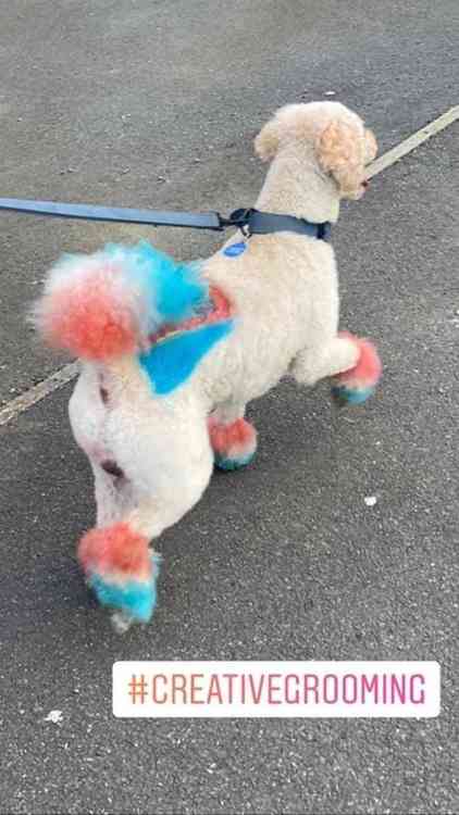 Reggie out on his walk complete with newly-done paws and tail