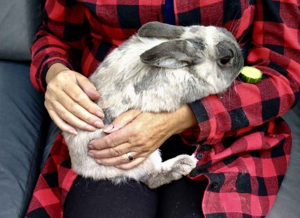 Has your rabbit gone missing? Could this be it?