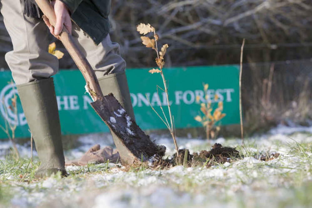 It is hoped the trees donated by Central England Co-op will be planted in the National Forest later this year. Photo: National Forest Company/Peter Cairns