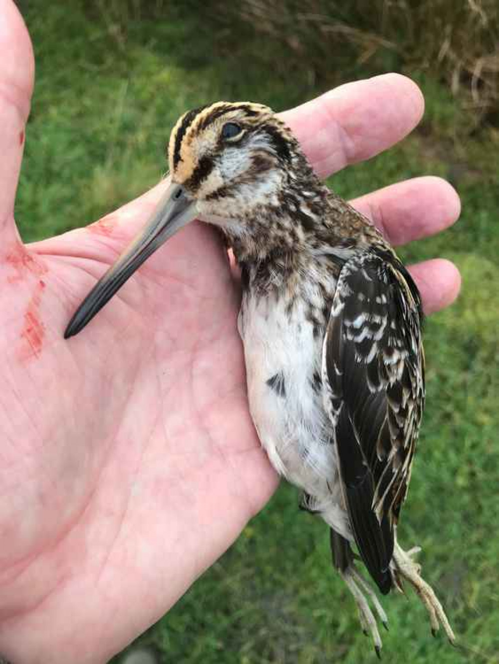 A common snipe shot dead in Alsager during lockdown, late January 2021