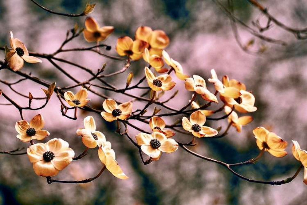 Dogwood in spring bloom. Image: Pixabay.com