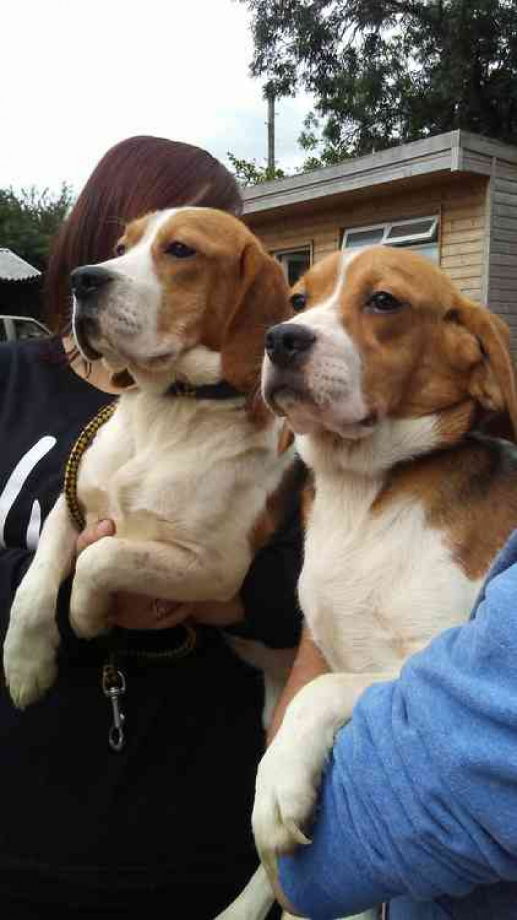 Two hounds already being helped by Dogs Friends