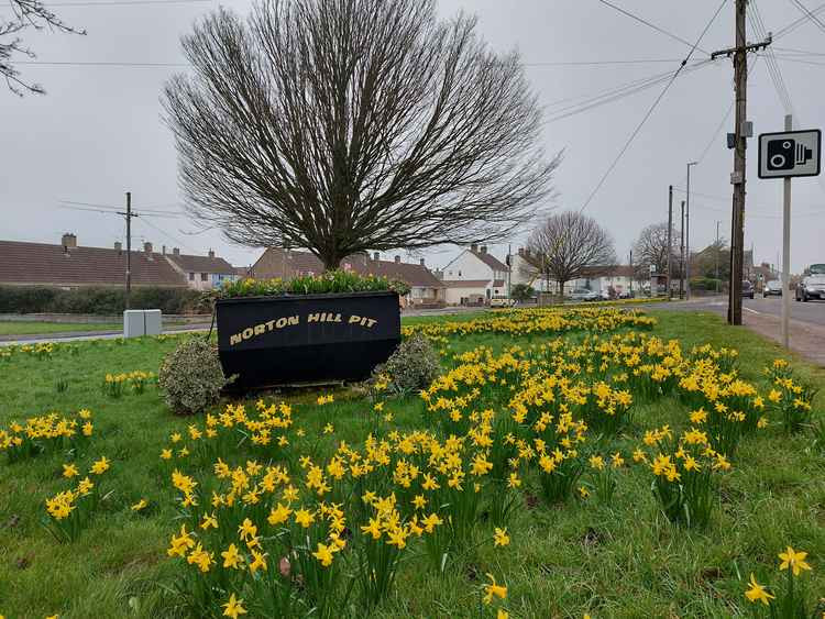 Daffodils on March 1 in Westfield