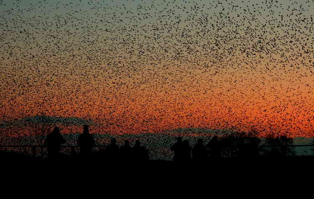 A murmuration of starlings on the Somerset Levels (Photo: Rupert Fleetingly)