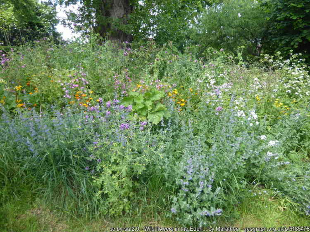 Gardening for wildlife will be one of the topics examined