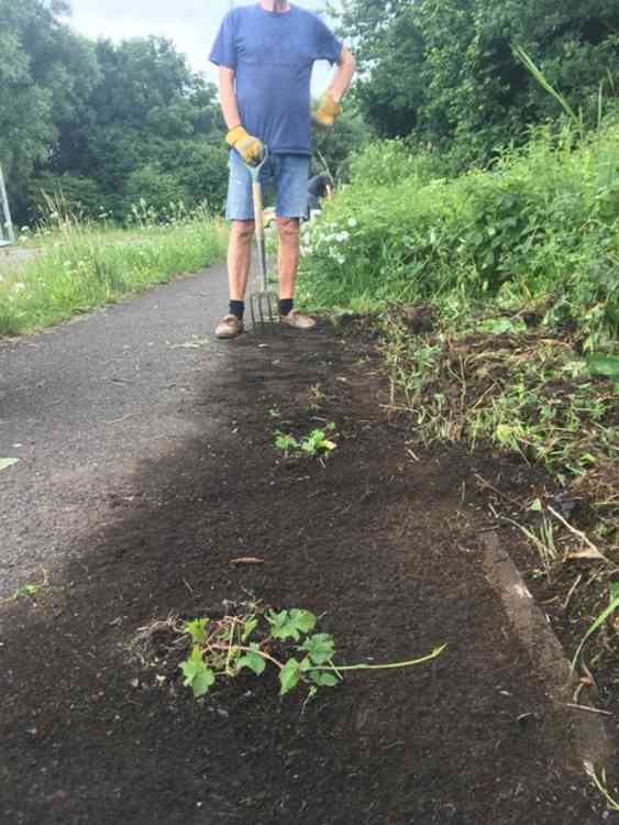 See how the brambles push up through the Tarmac