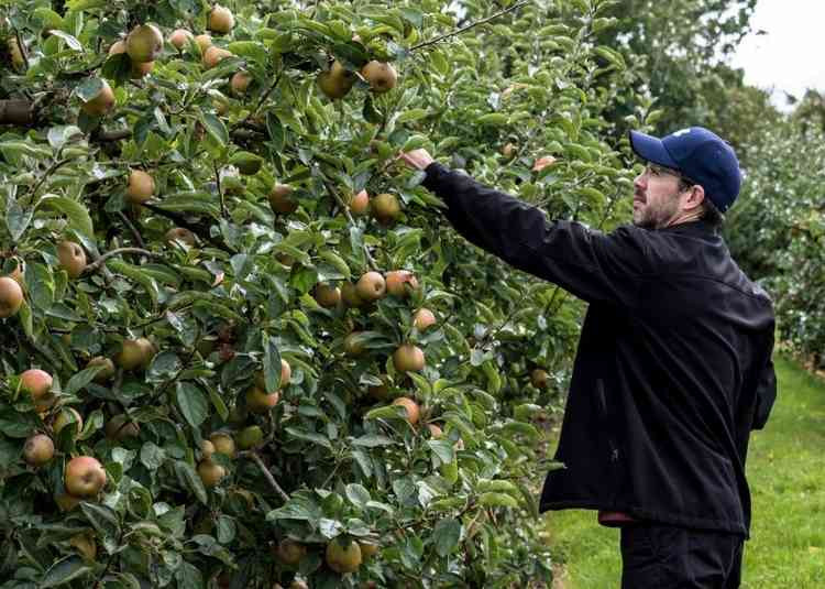 Pick Your Own season returns to West Bradley Orchards