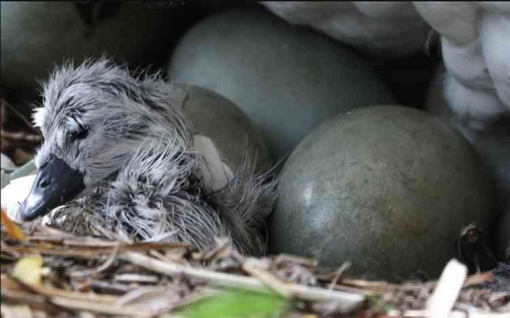 The cygnet which has hatched at the Bishop's Palace (Photo: Jason Bryant)