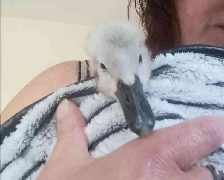 The rescued cygnet