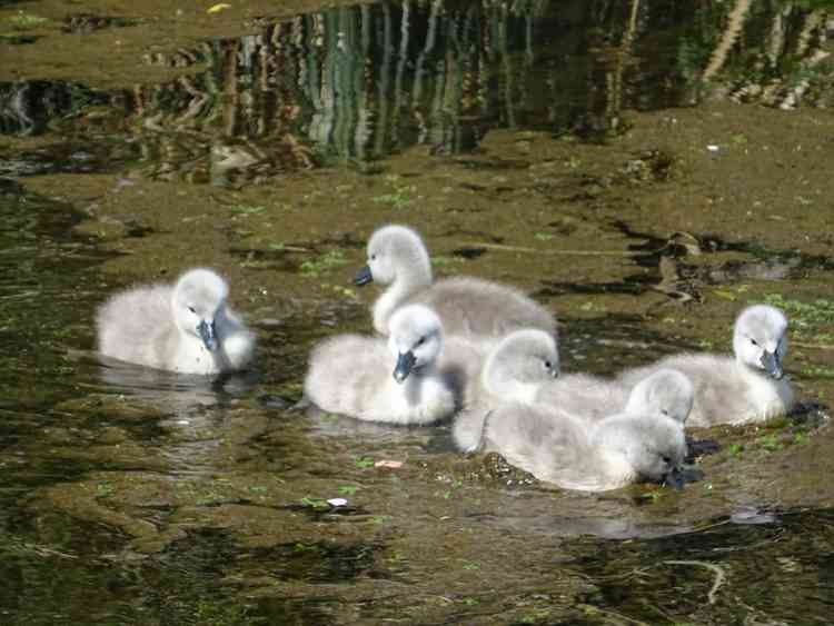 The cygnets on the Bishop's Palace moat