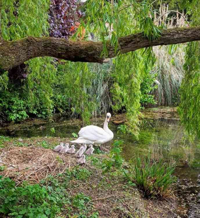 The feathered family at the Bishop's Palace