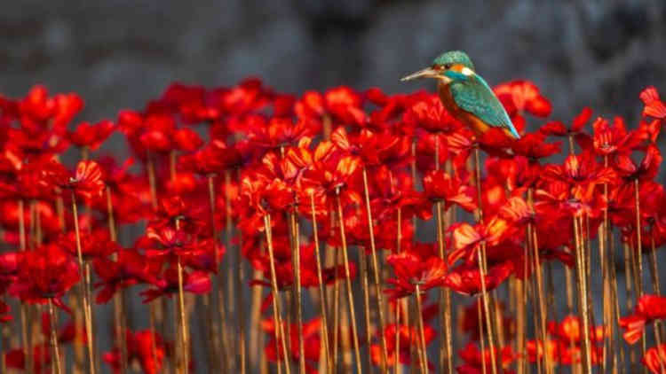 Kingfisher at the Bishop's Palace Moat