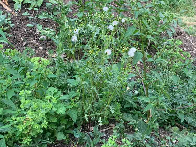 Mendip is running weeding trials