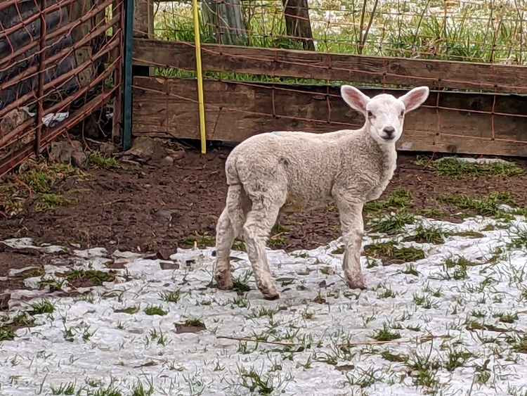 Snow at Rookham