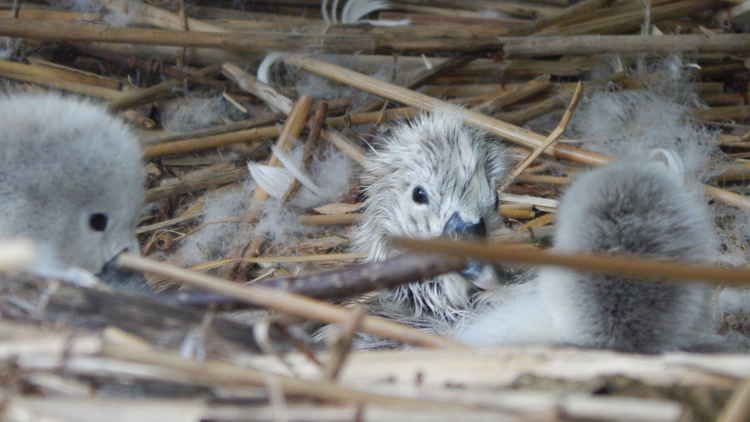 Two cygnets hatched at 9am this morning