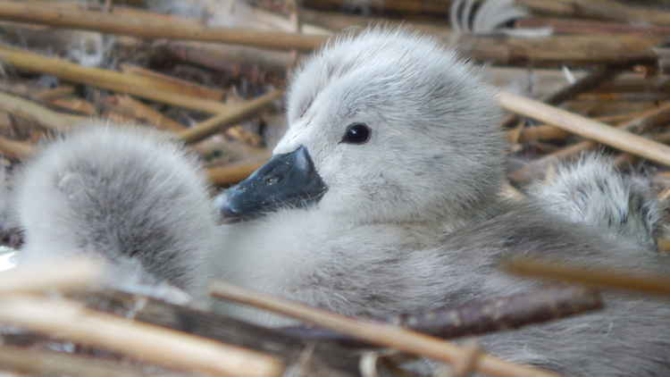 Cygnets are hatching at the Bishop's Palace