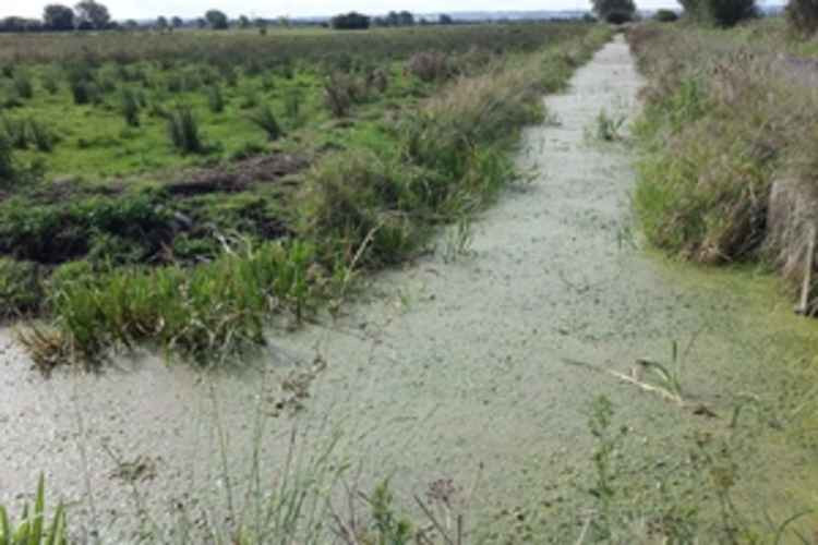 Phosphates are causing algal blooms in the Somerset Levels, like Tealham SSSI