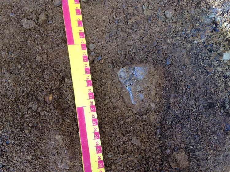 The fossil in the ground just after it was discovered (Photo: Neil Adams/University of Leicester)