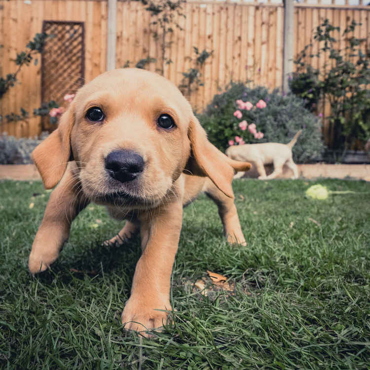 Caught in the act: another of Neill's puppy snaps (https://www.shootthehound.com)