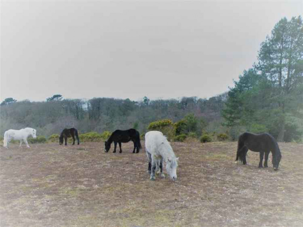 Do not feed the ponies at Thorncombe Woods