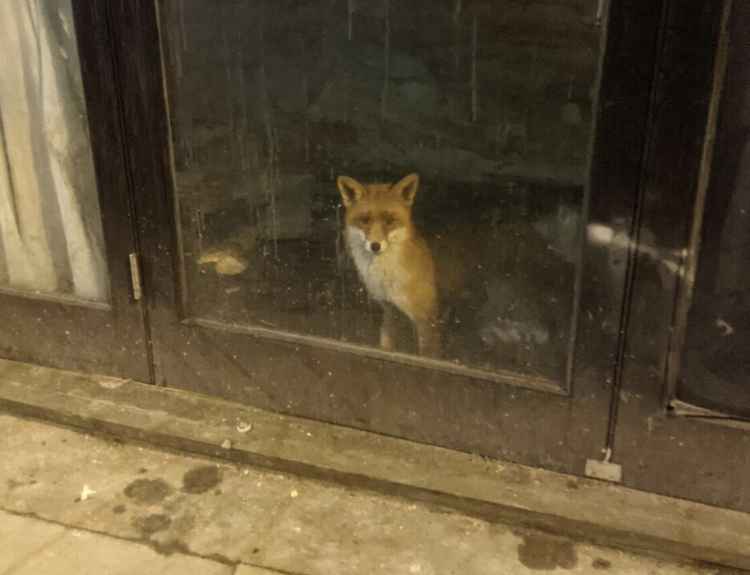 Trapped fox in empty Cafe Chic