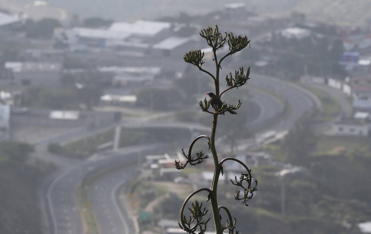 Neblina