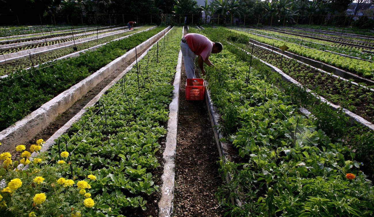 <p>Reducir los riesgos de los pequeños agricultores para erradicar el hambre en la región</p>