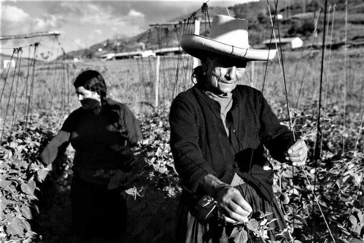 Los múltiples verdes del ambientalismo latinoamericano