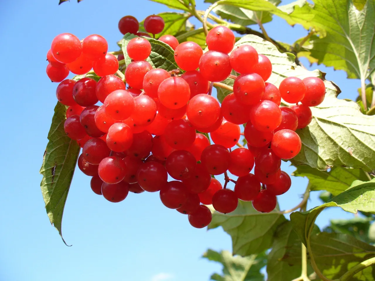 Cranberries: the small wonder