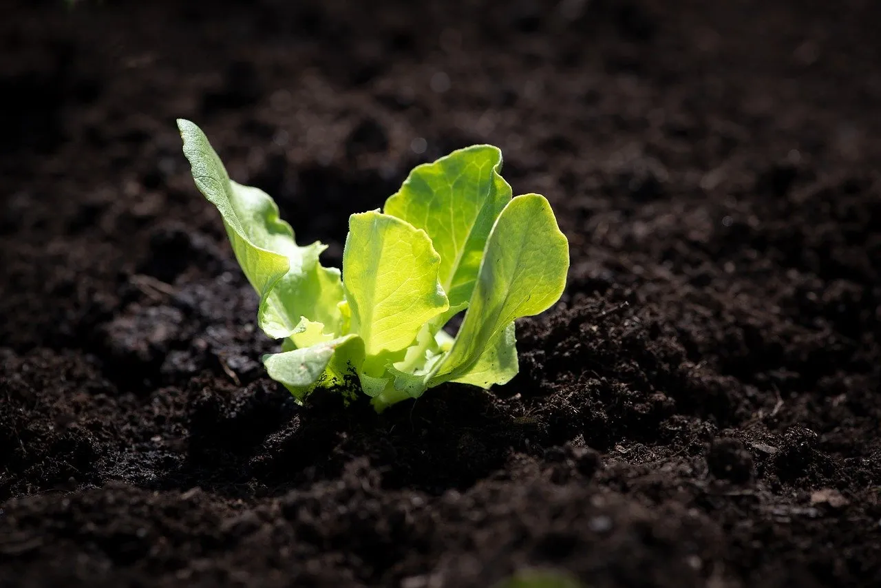 Give Your Garden THE Vegetable Hue