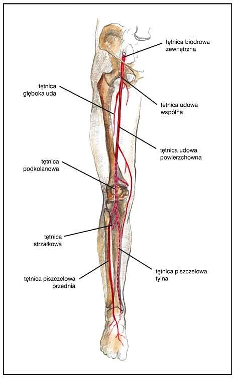 Global Therapy Fizjoerapia - Blog