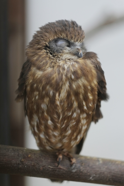 ニュージ ランドの動物たち ニュージーランド留学センター