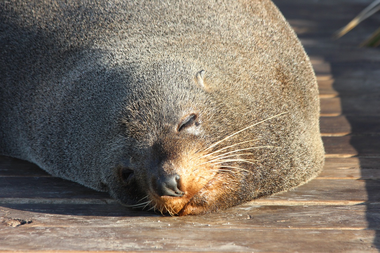 ニュージ ランドの動物たち ニュージーランド留学センター