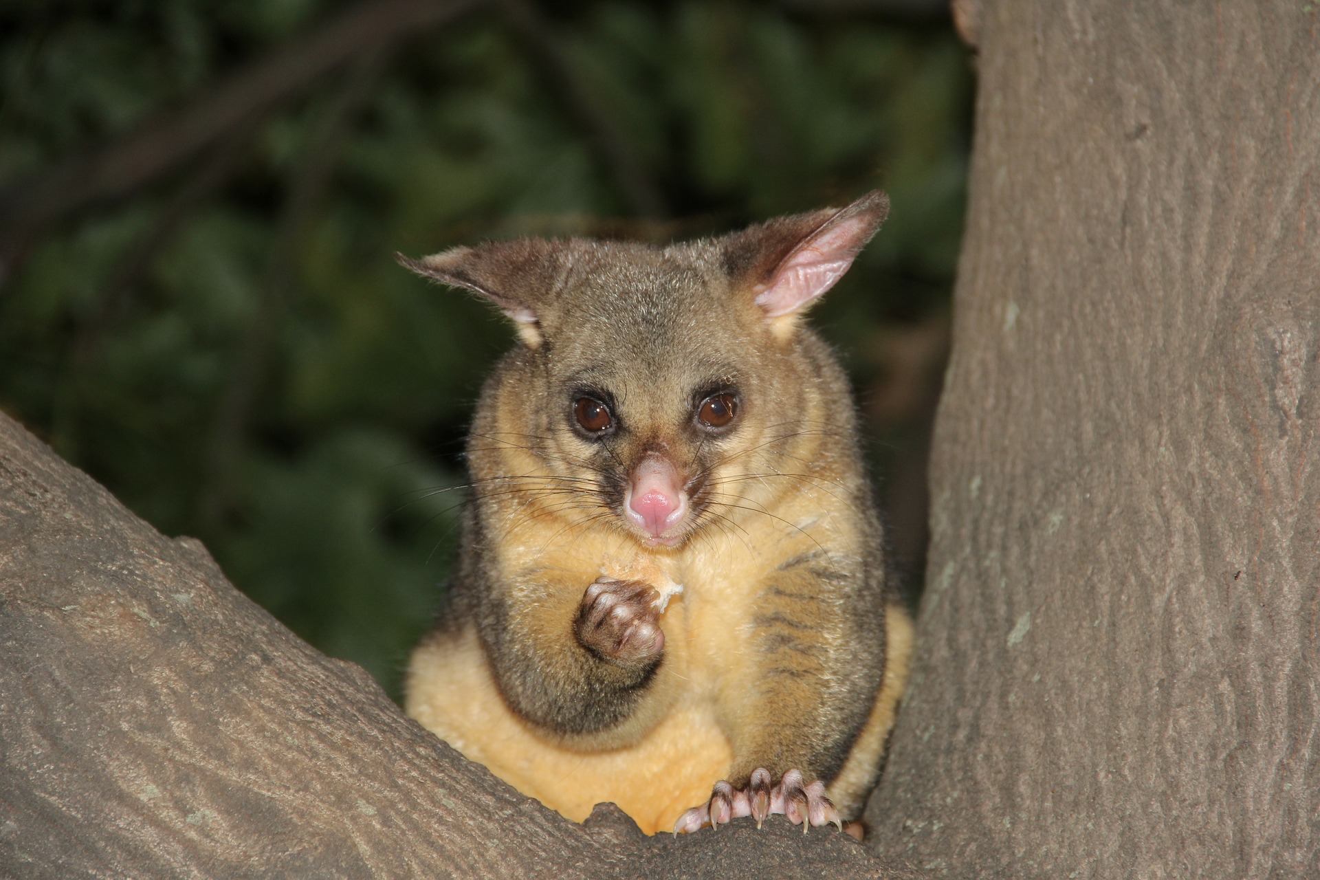 ニュージ ランドの動物たち ニュージーランド留学センター